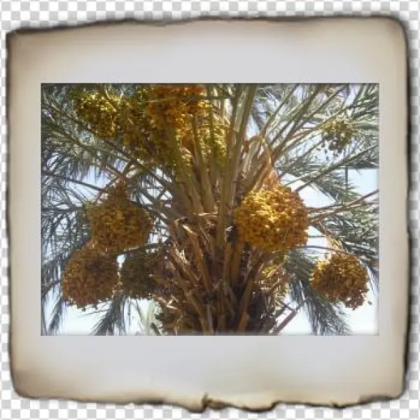 Deglet Noor Export