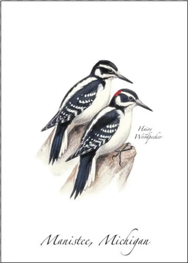 Hairy Woodpecker - Leuconotopicus