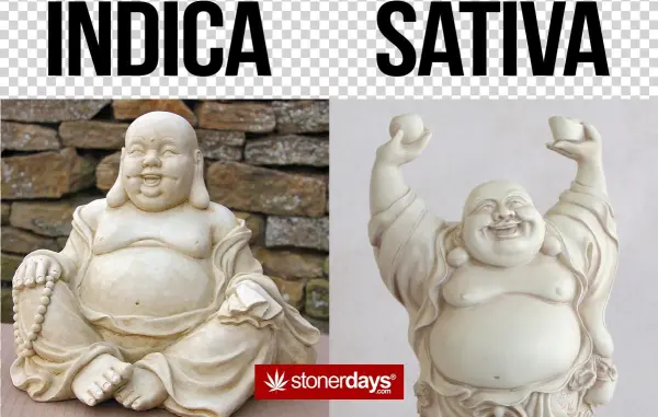 #sativa Who Do You Likepic