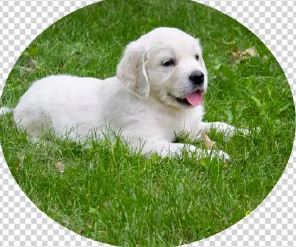 These Parents Have Produced Spectacular Puppies With - Slovak Cuvac
