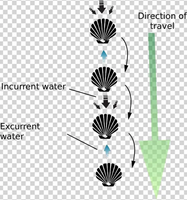 File - Scallop Jump - Svg - Motion