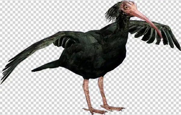 Ibisnorthernbald Hendrix - Turkey