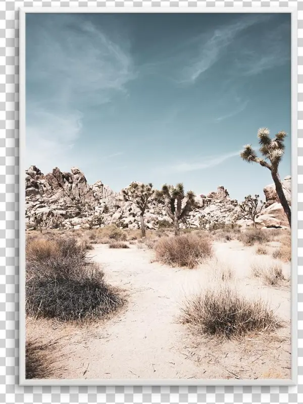 Joshua Tree - Sahara