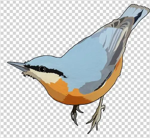 Seed Mix - Sittidae