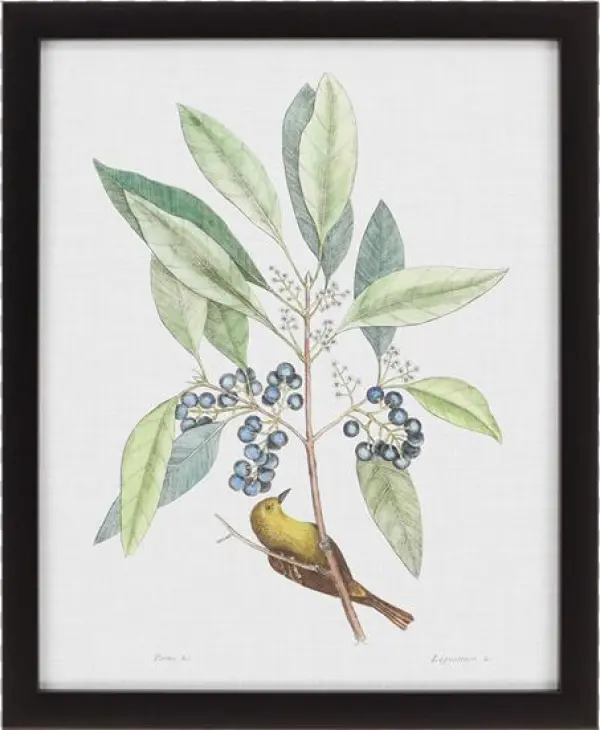 Studies In Nature Iv - Art Print: Catesby's Art Print: Mark Catesby Wall Art,