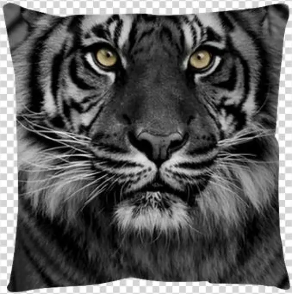 Tiger - 50x70 Cm