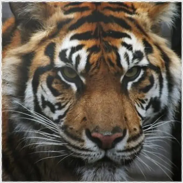 Toronto Zoo