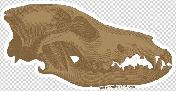 Vulture Culture 101 Stretch Goals - Bat