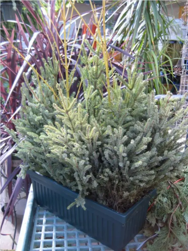 Window Box Png