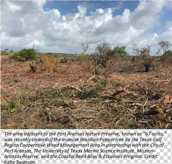 201805 Portstreetpeppertree - Field