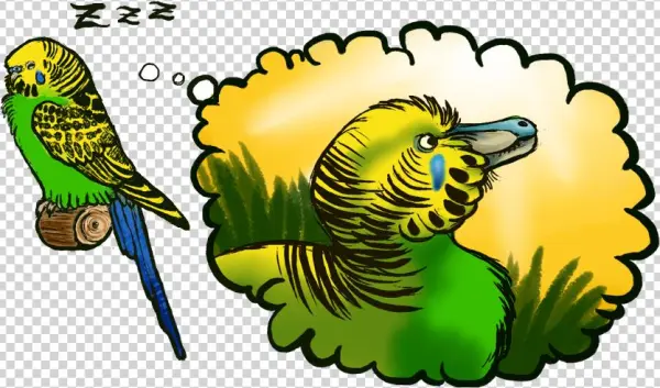 Bandits Never Owned Budgies - Vagabond Shoemakers