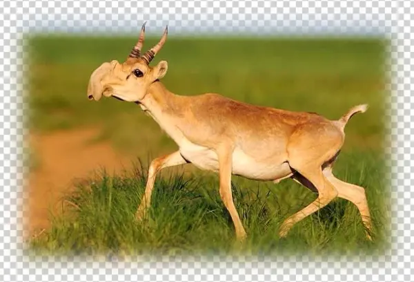Saiga Antelope Overview - 24x16 Photographic Print:photographic Print Male Saiga