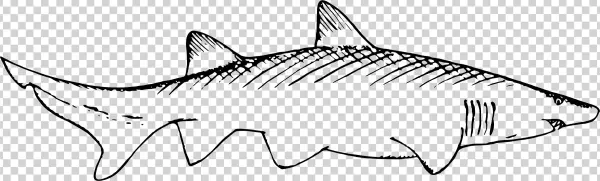 This Free Icons Png Design Of Shark 2
