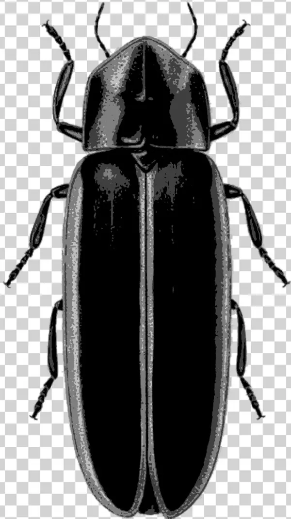 9-firefly - Lampyridae