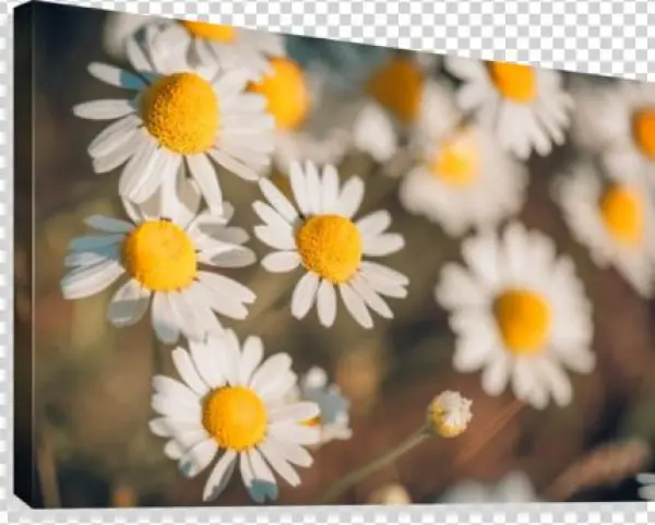 Butterfly Summer Background, Daisy Field Canvas Print - Yijin Jing