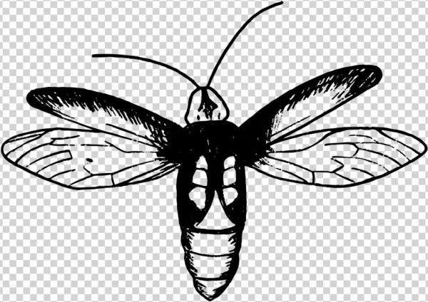Firefly Insect Png