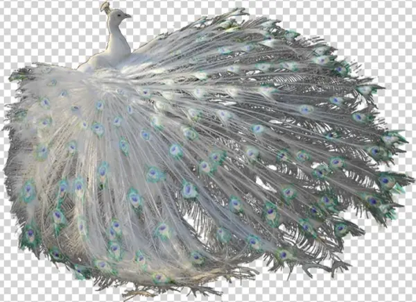 Gloria Dexter - Wwseven Peacock Crystal Diamond Painting Diy Resin