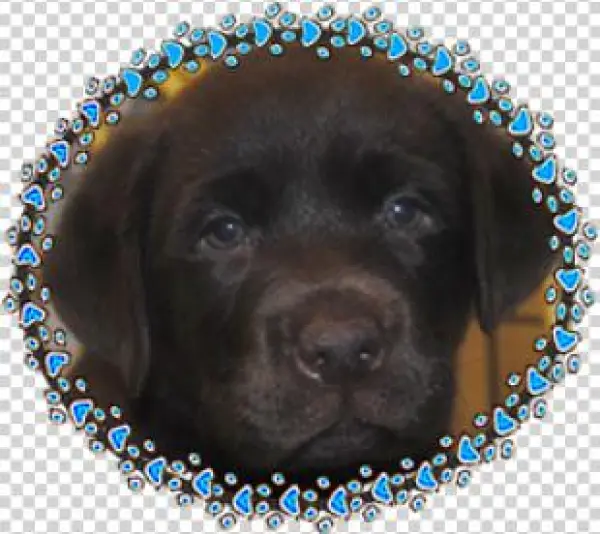 Menu - Labrador Retriever