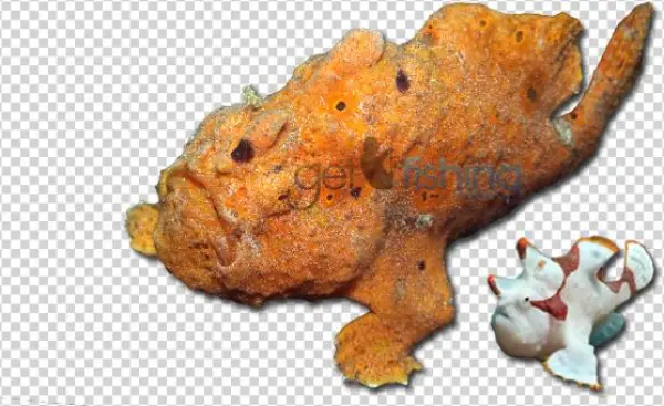 Painted Anglerfish - Bufo