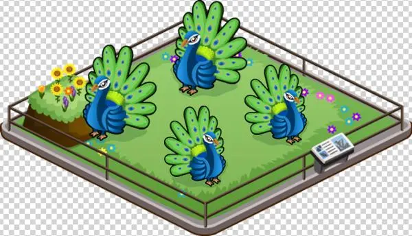Peacock Family - Lawn