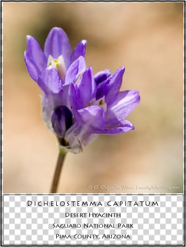 Swft20 Desert Hyacinth - Cistanche Tubulosa
