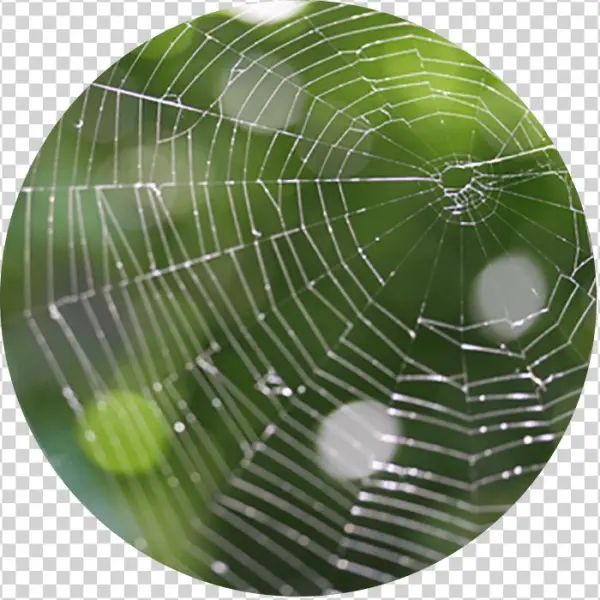 Telaraña - Search Engine Optimization