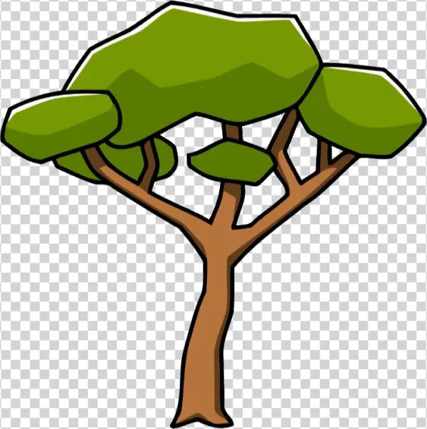 Acacia