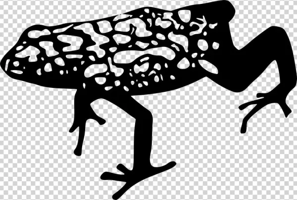 Dart Frog Comments - Pedostibes Hosii