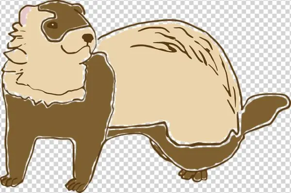Ferret