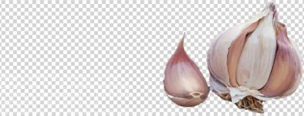 Germidaur - Garlic