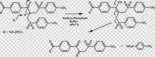 Monoclonal Antibodies Can Be Site Specifically Labeled - Paraben
