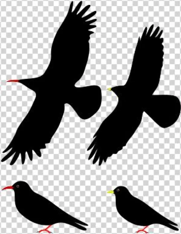 Natural Threats - Red Billed Chough Ppt