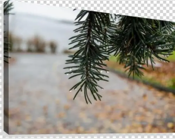 Raindrop On Douglas Fir Canvas Print - Artist
