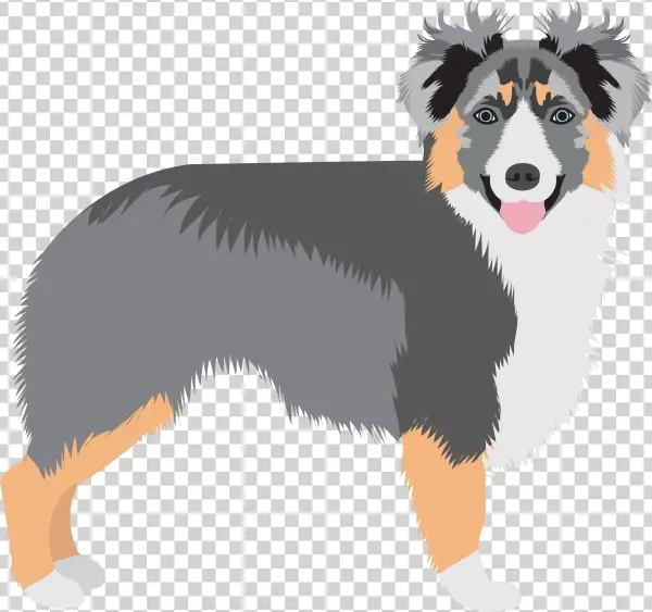 Share This - - English Shepherd