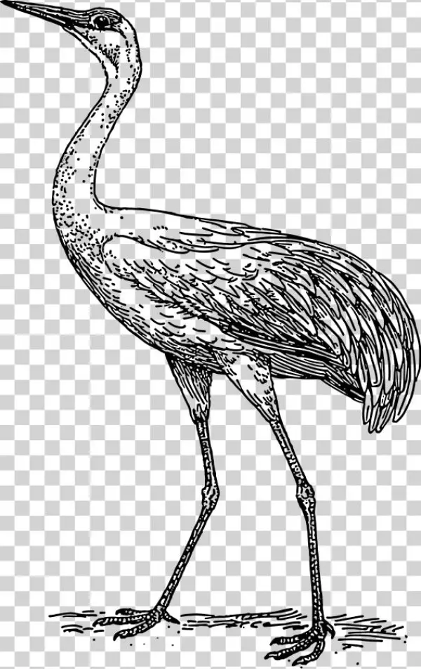 How To Set Use Crane Clipart
