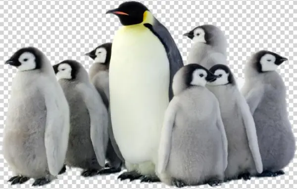 Penguin Png Pic - Penguin Parade 2017 Wall Calendar By Brush Dance 9781610464390