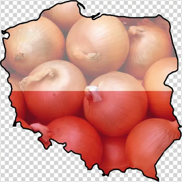 Post - Onion Red Creole Great Vegetable Seeds~organic~, Great