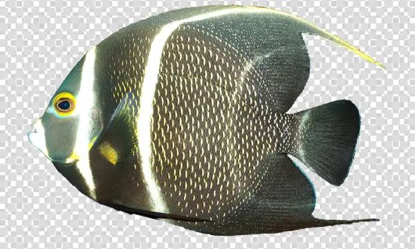 French Angelfish Clipart French Angelfish Freshwater - Vector Graphics