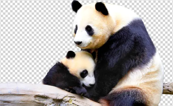 Panda Bear Png