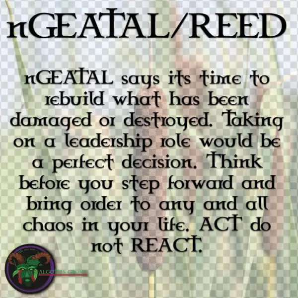Reed - Number