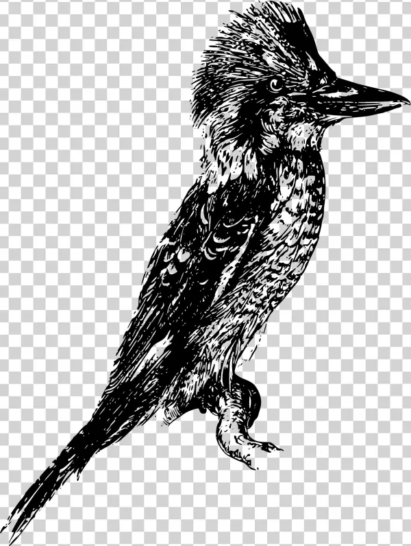 This Free Icons Png Design Of Laughing Kookaburra