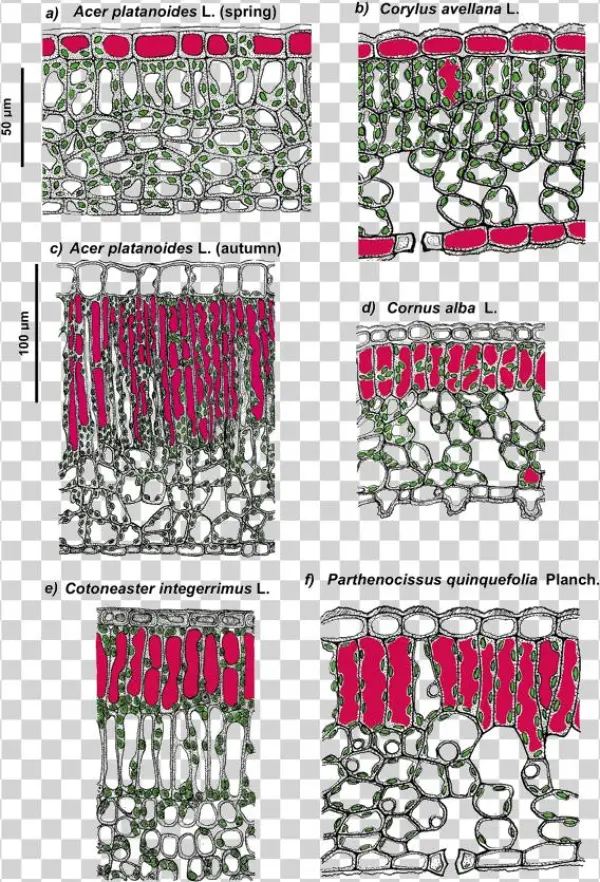 Thus, Anthocyanins, Flavonol And Phenolic Acid Derivatives, - Anthocyanin Photoprotection