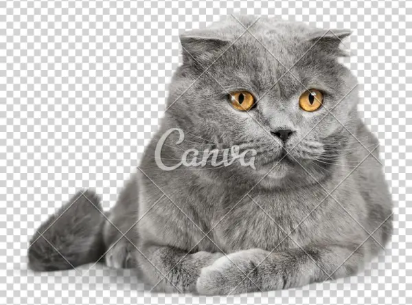 Clip Art Grey Scottish Fold