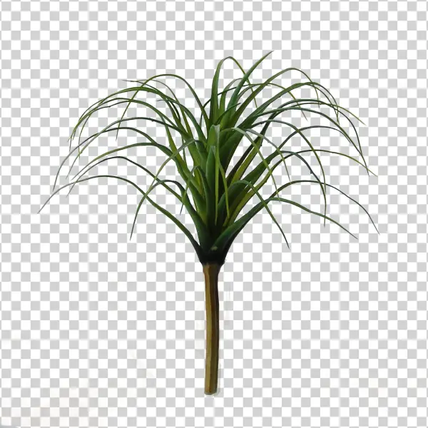 Flowerdutchess Tillandsia Green Green 25cm