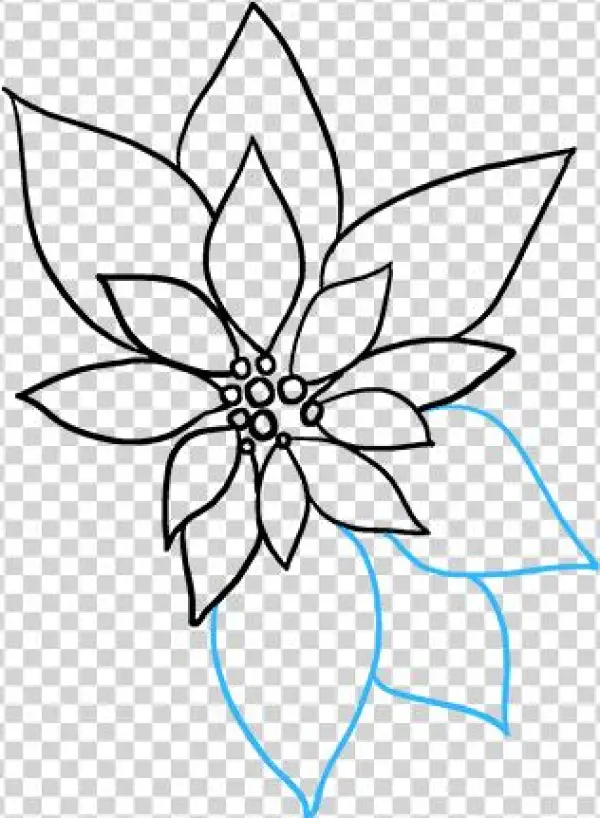 How To Draw Poinsettia