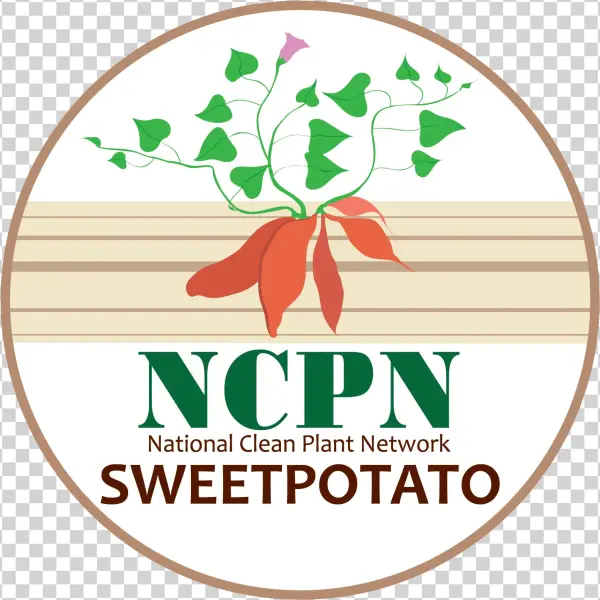 Ncpn-sweetpotato Png - Thumb