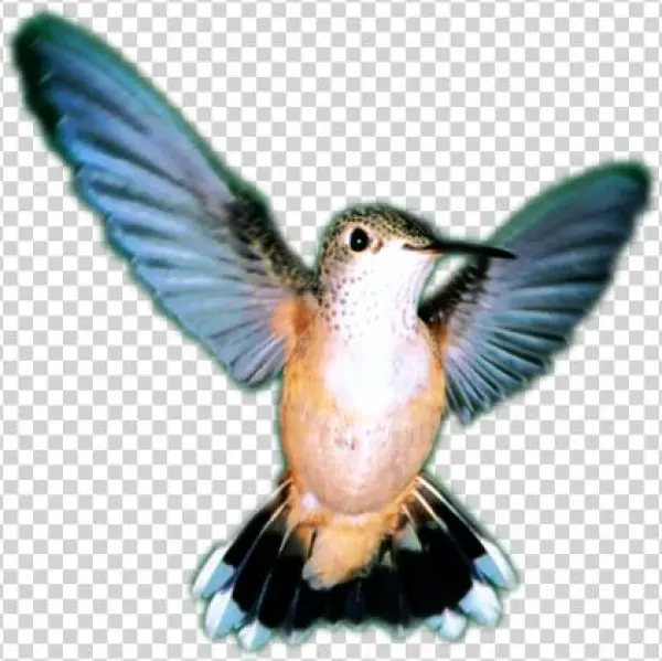 Pájaro