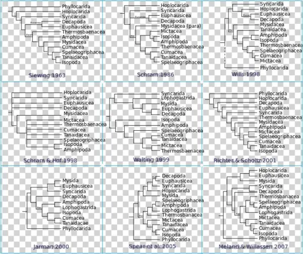 Phylogeny Of Malacostraca - Malacostraca Taxonomy