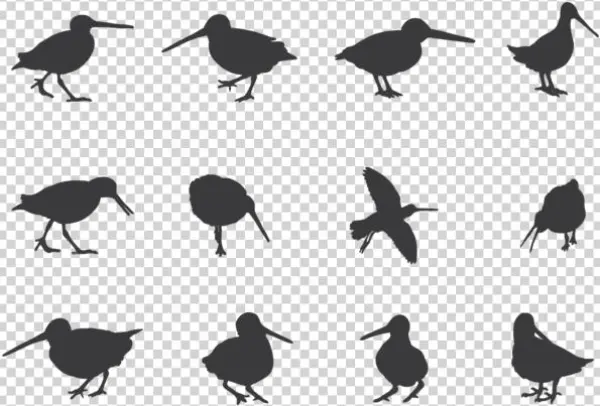 Snipe