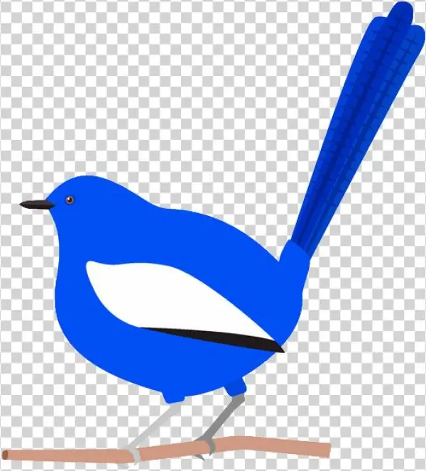 Splendid Fairywren